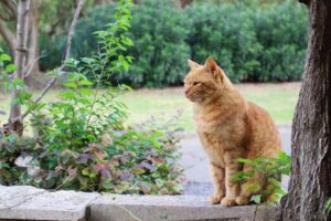 毅然とした猫